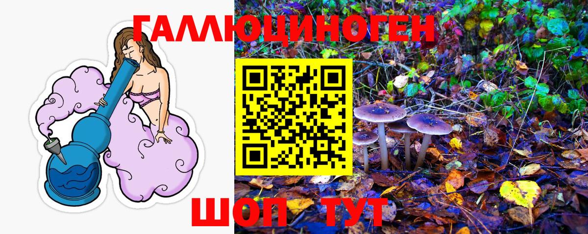 Галлюциногенные грибы Psilocybe Таганрог